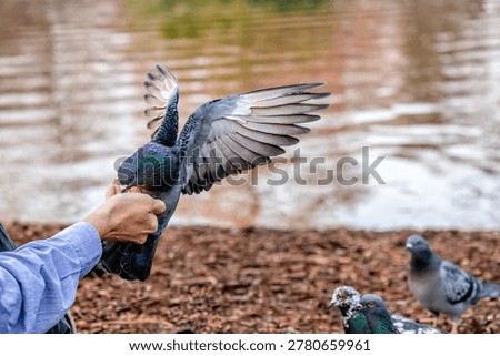 A Pigeon alights and eats from a Hand