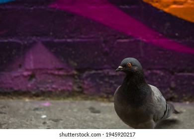 Pigeon In An Alley Way