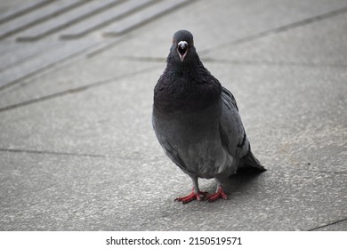 Pigeon With A Angry Face 