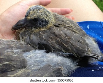  pigeon babies growing hair and sitting in warm hands in full length photo. pigeon bird.