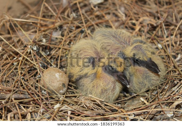 Pigeon baby bird nest of \
squabs