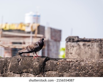 Pigeon Beak Disease Was Caught On Camera While Doing Street Photography