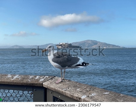 A pigeon bird with alcatraz island on the background taken in bay area, San Francisco