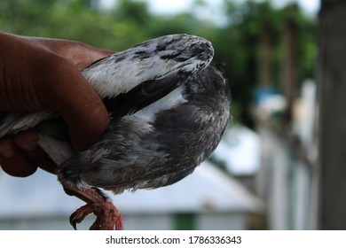 Pigeon bird catch the hand natural blur background