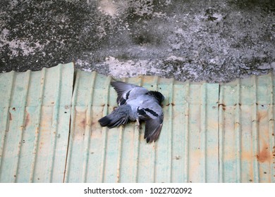 Dead Pigeon Images, Stock Photos & Vectors | Shutterstock