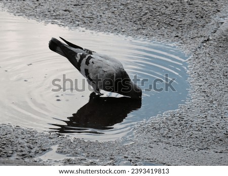 Similar – Image, Stock Photo dark duck Animal 1 Black