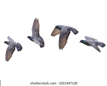 Pigeon Flying Images, Stock Photos & Vectors | Shutterstock