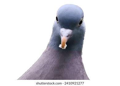 pigeon bird head beautiful image 