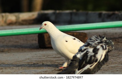 Pigeon bird photo with natural background