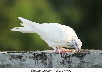 Pigeon bird photo with natural background