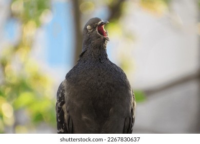 Pigeon bird singing with open mouth on blurred background - Shutterstock ID 2267830637