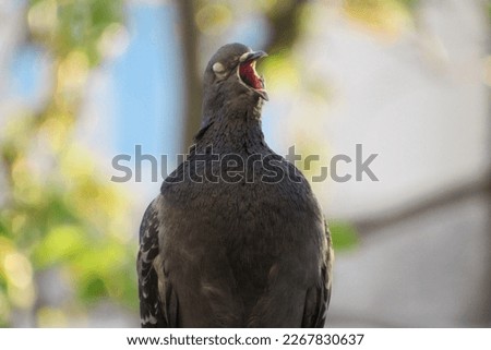 Pigeon bird singing with open mouth on blurred background