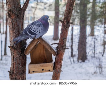 The Pigeon Bird Sits On The Roof Of A Small House, The House Is Too Small, The Pigeon Cannot Fit There, The Pigeon Bought An Apartment, It's Time To Get Married