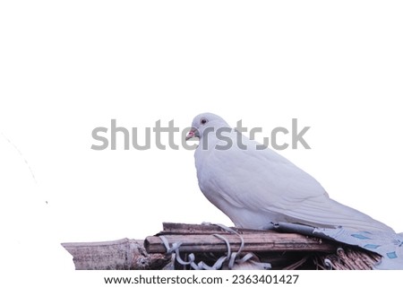A pigeon bird standing alone on roof isolated on white background. A pigeon standing alone on black wooden for freedom day concept copy space for your text. 