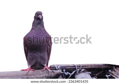 A pigeon bird standing alone on roof isolated on white background. A pigeon standing alone on black wooden for freedom day concept copy space for your text. 