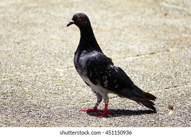pigeon bird walking on concrete floor,select focus with shallow depth of field.
