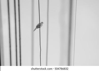 pigeon birds perched on a electric wire. Black and White tone