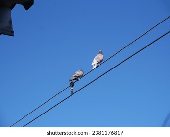 Pigeon birds sitting on electric wires against the backdrop of a sky.