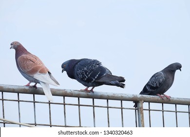 Pigeon Birds Standing Together Friendspigeons Sittingisolated Stock ...