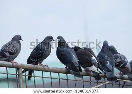 Pigeon birds standing together with friends.Pigeons sitting.Isolated pigeons.Portrait of birds.Birds in Barcelona,spain.Group of birds.Group of pigeons and the dove.Bird couple.
