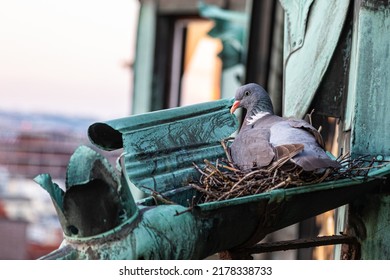 pigeon brooding her eggs on a gutter - Powered by Shutterstock
