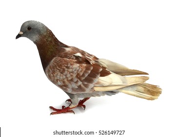 Pigeon Brown Bird Isolated On White Background