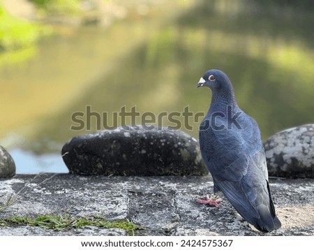 A pigeon by the water's edge.