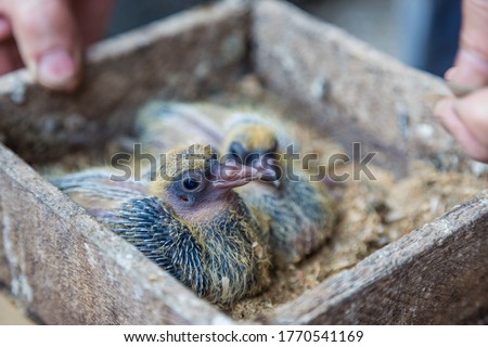 Pigeon chick in loving the human hands. Lovely funny baby dove with yellow down looking confident as trusting the human. Example of friendship between the bird and the human