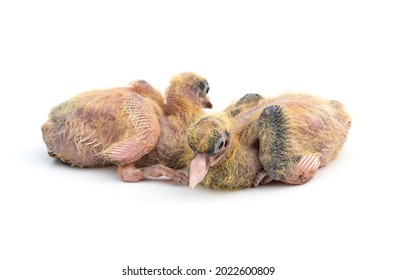 Pigeon chicks close up with a selective focus on isolated white background