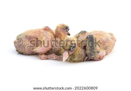 Pigeon chicks close up with a selective focus on isolated white background