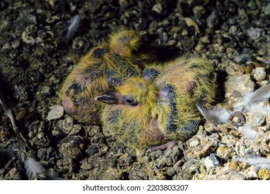 Pigeon Chicks Are Sitting In A Litter In The Dark Attic