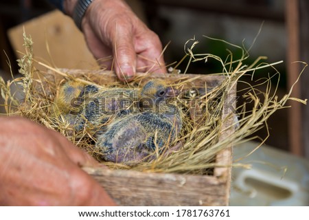 pigeon chicks in a wooden box with hay in the hands of a pigeon breeder