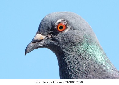 Pigeon Close Up Orange Eye