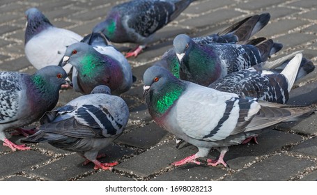 Pigeon (Columba Livia F. Domestica) - Urban Bird