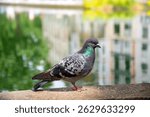 A pigeon (Columbidae) on the banks of the “Canal St. Martin” in the middle of Paris, where pigeons are part of the cityscape. Portrait shot of a wild bird with urban scenery blurred in the background