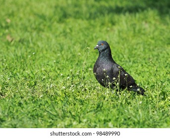 The pigeon costs on a green grass