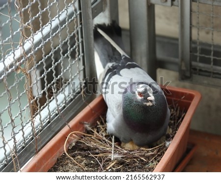 Pigeon covers its chicks in nest made in balcony flower pot	