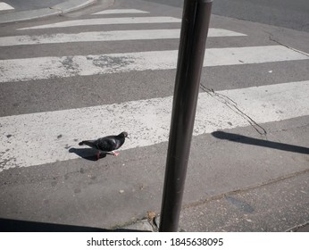 A Pigeon Crosses The Street, Pedestrian Crossing, Street Scene, Shadows Under The Sun, Original And Funny, Paris With No People 