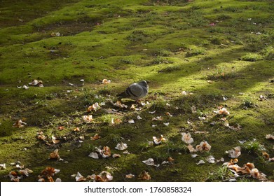 Pigeon In Crystal Palace Gardens, Porto, Portugal