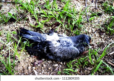 Pigeon Death Background Stock Photo 1112809205 | Shutterstock