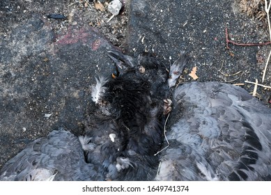 The Pigeon Died On The Road And Was Smashed By A Smelly Car.