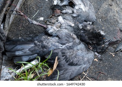 The Pigeon Died On The Road And Was Smashed By A Smelly Car.