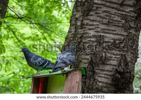 Pigeon or dove bird outdoor. Pigeon animal in wood. Dove bird in forest. Fauna and wildlife. Feathered bird sitting on the feeder.