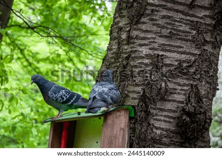 Pigeon or dove bird outdoor. Pigeon animal in wood. Dove bird in forest. Fauna and wildlife. Feathered bird sit on feeder.