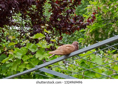 Pigeon, Dove Or Columba Livia With Brown Feathers  Look From High Toward Foliage In Garden, Residential District Drujba, Sofia, Bulgaria  