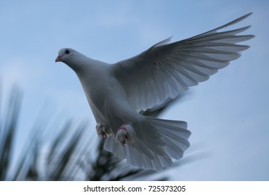 Dove With Open Wings Images, Stock Photos & Vectors | Shutterstock