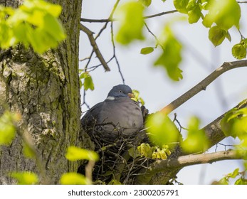 a pigeon, a dove sits in the nest in a tree