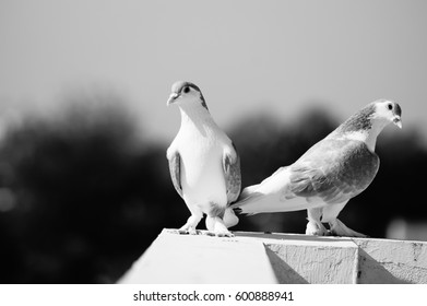 216 Pigeon saddle Images, Stock Photos & Vectors | Shutterstock