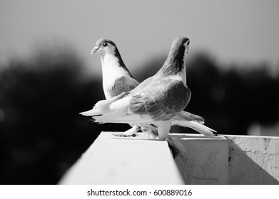 216 Pigeon saddle Images, Stock Photos & Vectors | Shutterstock