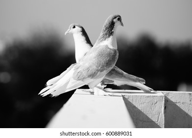 216 Pigeon saddle Images, Stock Photos & Vectors | Shutterstock